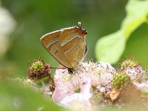 Brown hairstreak butterfly © Brian Walker