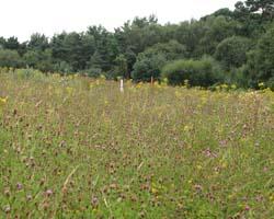 Lowland meadow habitat in Bracknell