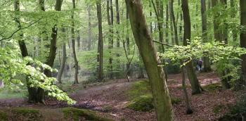 Ancient woodland in the Chilterns
