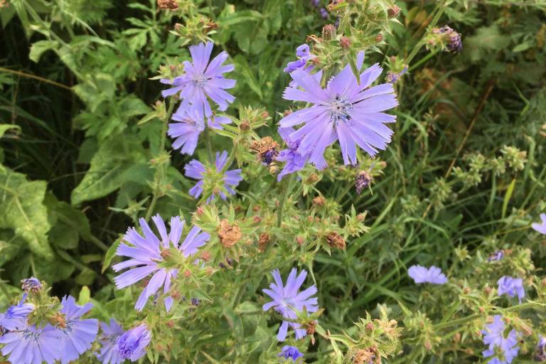 pale purple star-like flowers