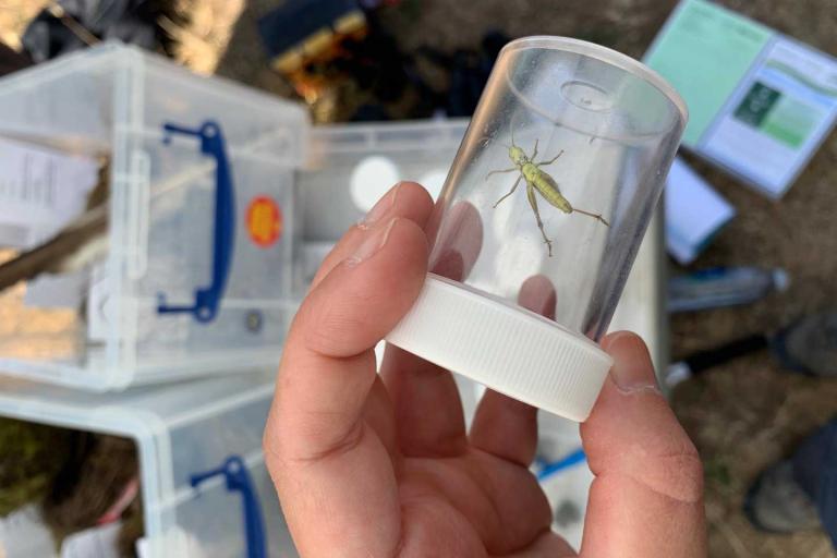 a grasshopper in a collection pot