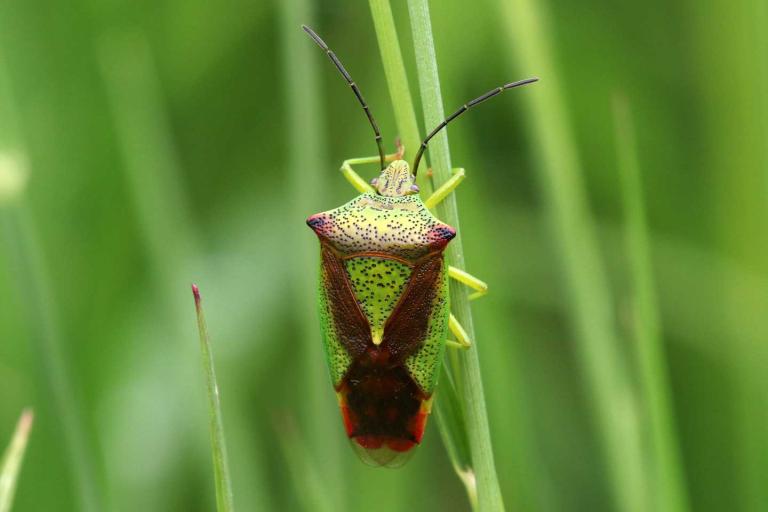 Hawthorn Shield Bug