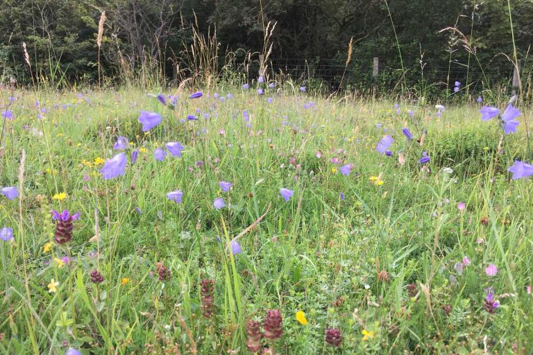 wildflowers at the edge of a wood