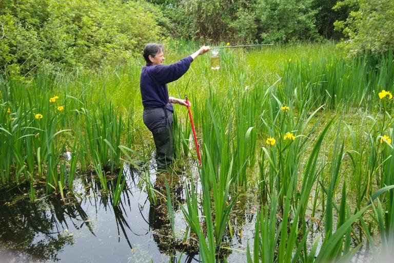 a woman wearing waders standing in larger pond sampling the water