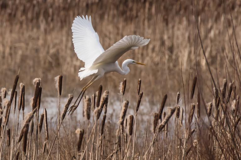 Great White Egret (Ardea alba) ©Martin Gascoigne-Pees