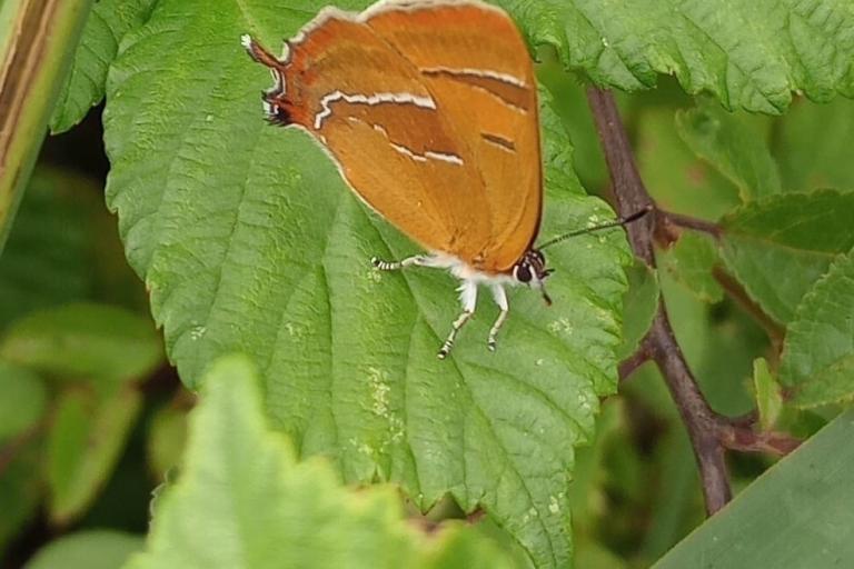 Brown Hairstreak