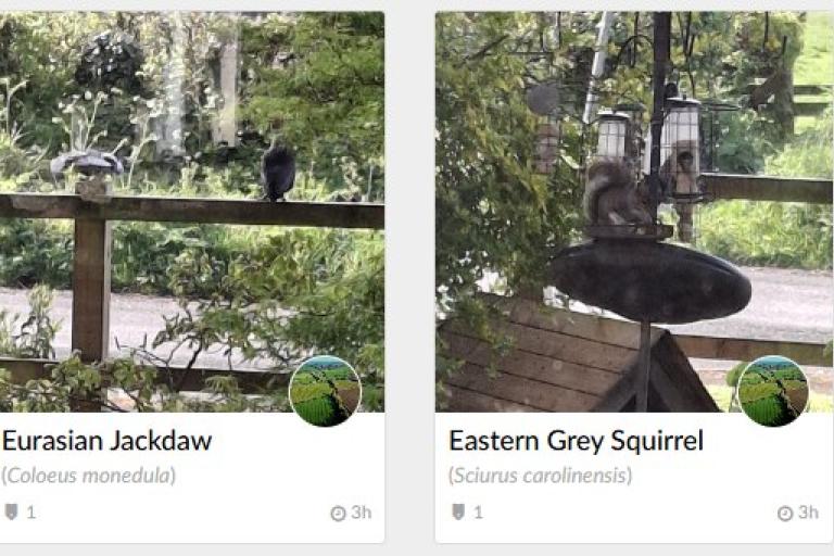 iNaturalist sightings