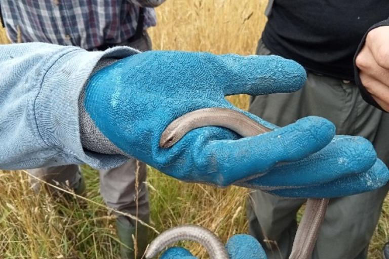 A close-up image of two people outdoors, one wearing blue gloves and holding a slow worm in their hands. The background shows tall dry grass and two other people standing nearby, one in a plaid shirt and the other in a black t-shirt with green pants.