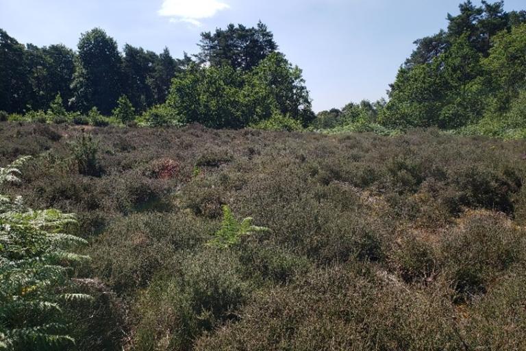 Sunny heathland with dense low shrubs and ferns, bordered by tall green trees under a clear blue sky