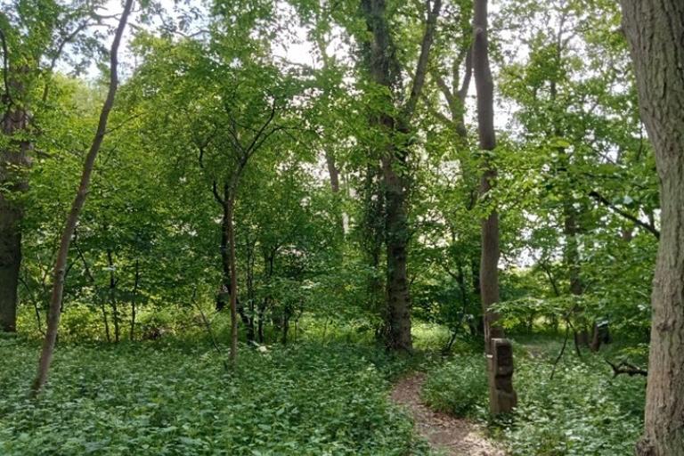 A woodland scene with dense green foliage, tall trees, and a narrow dirt path winding through undergrowth.