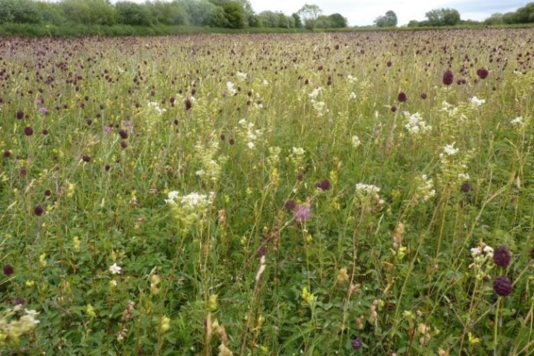 A vibrant meadow dominated by tall grasses and numerous dark purple great burnet flowers, interspersed with white and pink blooms, stretching towards a tree-lined horizon.