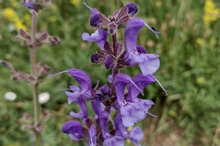 Close-up of a purple meadow clary flower spike with delicate petals and fuzzy buds, set against a blurred background of yellow wildflowers and greenery.
