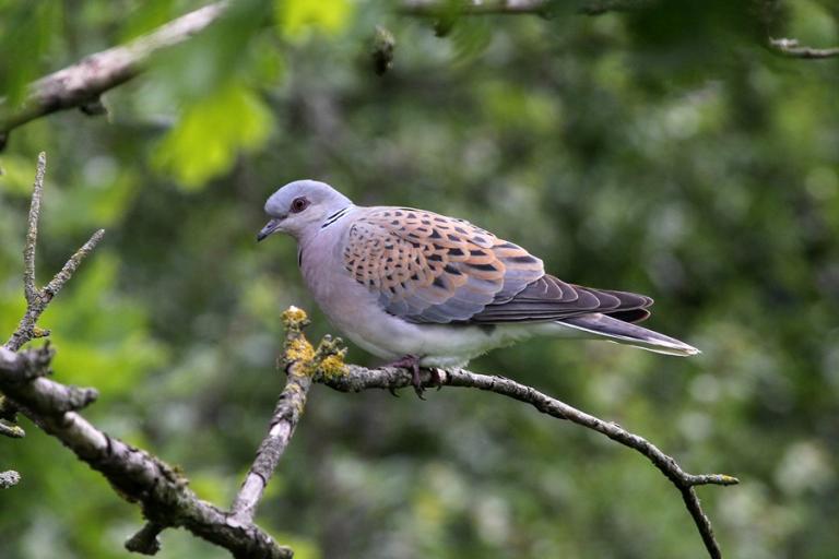 Turtle Dove sitting on a branch