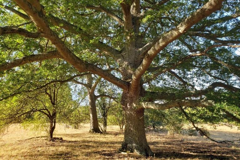 Large mature tree with a thick trunk and wide, spreading branches, surrounded by other trees in a sunlit grassy woodland.