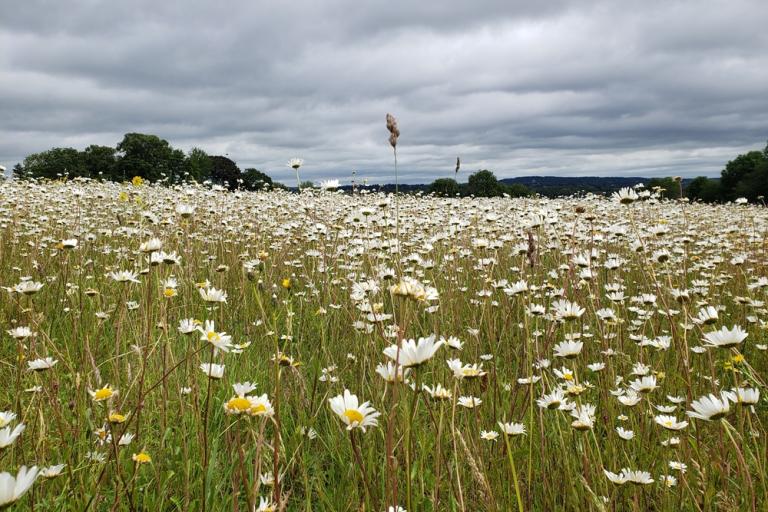 A wildflower meadow filled with white oxeye daisies stretches across the landscape beneath a dramatic cloudy sky, with trees and distant hills on the horizon.