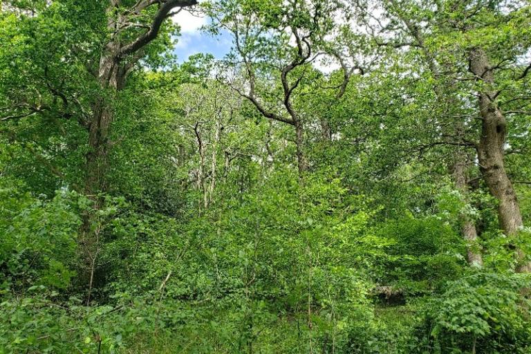 Dense green woodland with mature trees, leafy shrubs and thick undergrowth, with small patches of blue sky visible through the canopy.
