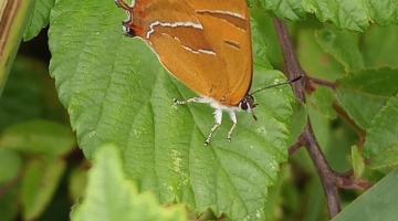 Brown Hairstreak