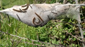 Small Eggar colony