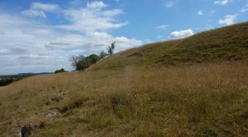 Rolling chalk grassland under a bright blue sky with scattered clouds, covered in dry golden grasses and a few small shrubs.