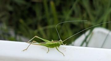 Green cricket